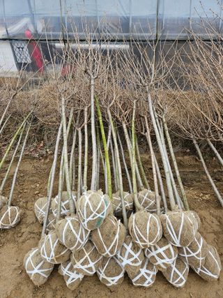 일심묘목농원님의 기타작물 · 자유게시판 작성글 사진