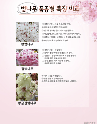 일심묘목농원님의 기타작물 · 자유게시판 작성글 사진