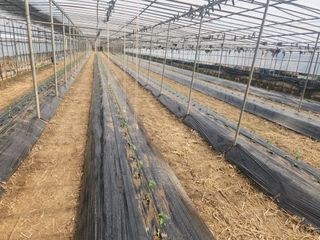 유덕균님의 고추 · 영농일지 작성글 사진