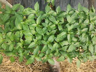 유덕균님의 고추 · 영농일지 작성글 사진