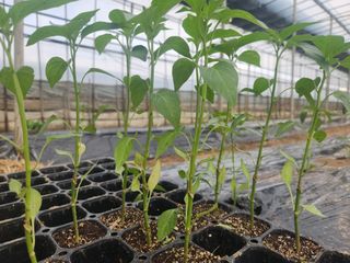 유덕균님의 고추 · 영농일지 작성글 사진