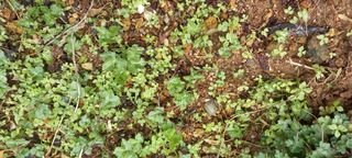 사과15865김도화님의 농사, 무엇이든 물어보세요! · 참여글 작성글 사진