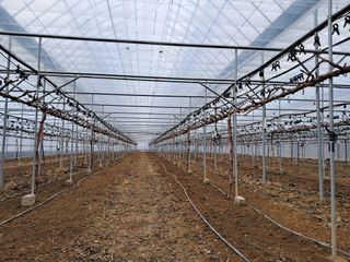 정이오가네농원님의 함께 일하는 동료는 몇명인가요? · 참여글 작성글 사진