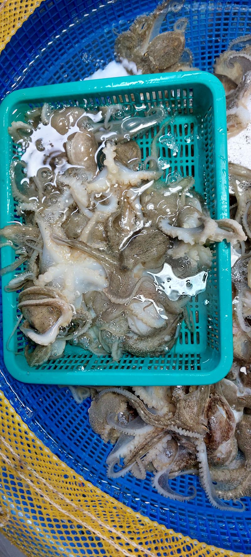 목포제주수산님의 장터 판매 상품 [신안 뻘 봄쭈꾸미 알쭈꾸미] 첨부 사진