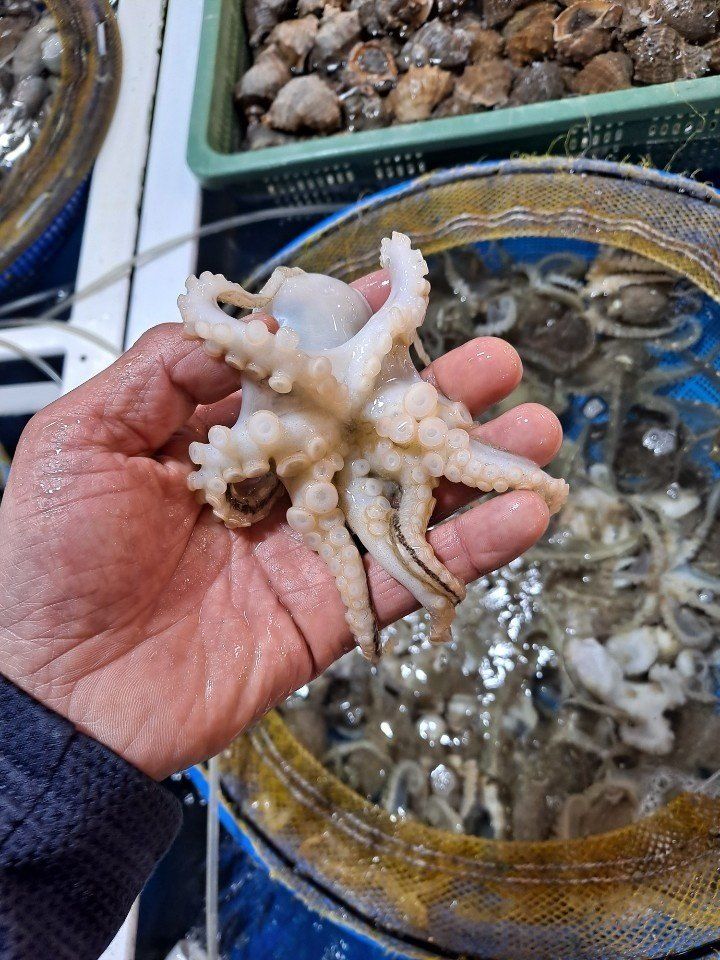 목포제주수산님의 장터 판매 상품 [신안 뻘 봄쭈꾸미 알쭈꾸미] 첨부 사진