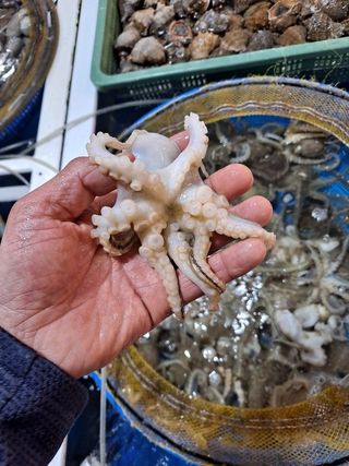 목포제주수산님의 작성글 사진