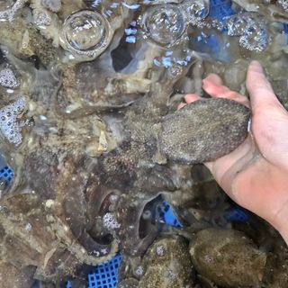 목포제주수산님의 작성글 사진