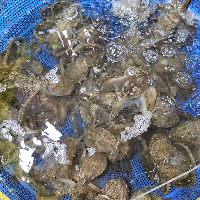 목포제주수산님의 장터 판매 상품 [신안 뻘 봄쭈꾸미 알쭈꾸미] 첨부 사진