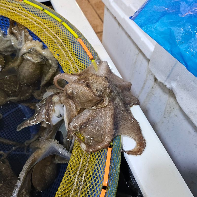 목포제주수산님의 장터 판매 상품 [신안 뻘 봄쭈꾸미 알쭈꾸미] 첨부 사진