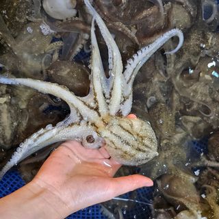 목포제주수산님의 작성글 사진