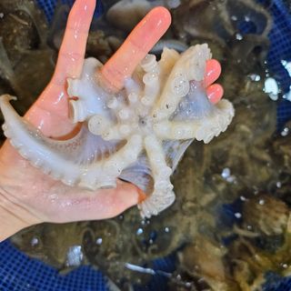 목포제주수산님의 작성글 사진