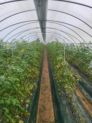 태연농장님의 함께 일하는 동료는 몇명인가요? · 참여글 작성글 사진