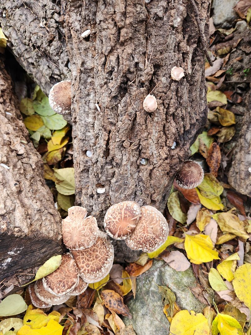 파란농원님의 장터 판매 상품 [표고나무] 첨부 사진