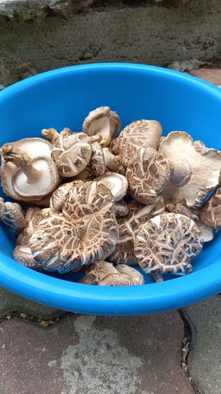 파란농원님의 작성글 사진