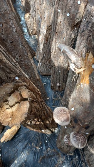 파란농원님의 작성글 사진