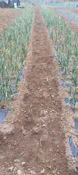 팜모닝 마늘·병해충상담 게시글 이미지