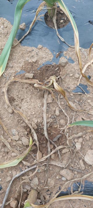 이형모님의 마늘 · 병해충상담 작성글 사진