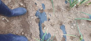 이형모님의 마늘 · 병해충상담 작성글 사진