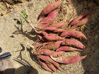 성주 농업인님의 함께 일하는 동료는 몇명인가요? · 참여글 작성글 사진