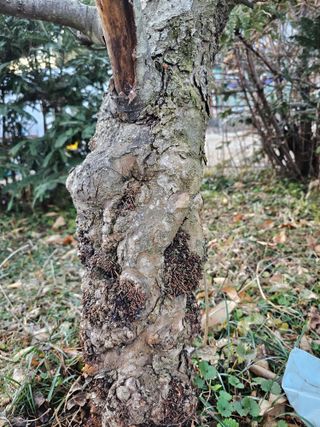 알 수 없음님의 사과 · 병해충상담 작성글 사진