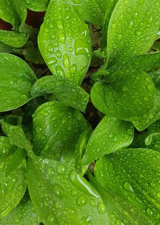 한밭농원님의 버섯 · 일상 작성글 사진