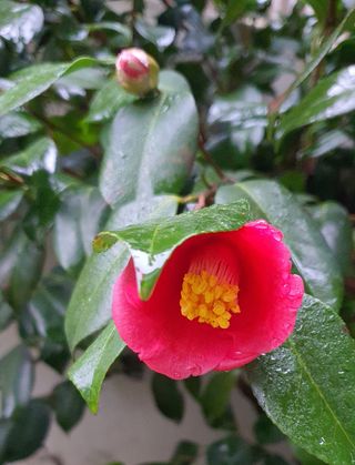 한밭농원님의 버섯 · 일상 작성글 사진