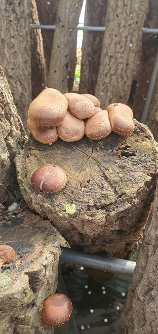 한밭농원님의 버섯 · 일상 작성글 사진