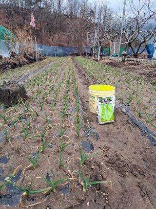 김성문님의 마늘 · 영농일지 작성글 사진