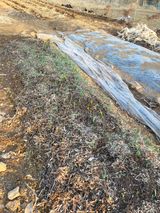 팜모닝 양파·영농일지 게시글 이미지