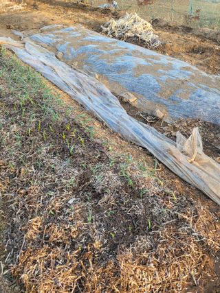 화천힐링님의 양파 · 영농일지 작성글 사진