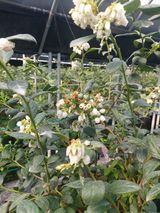 팜모닝 함께 일하는 동료는 몇명인가요?·참여글 게시글 이미지