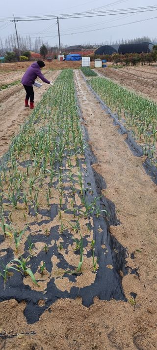 김삼식님의 마늘 · 영농일지 작성글 사진