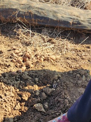 권지연.옥천.님의 기타작물 · 자유게시판 작성글 사진