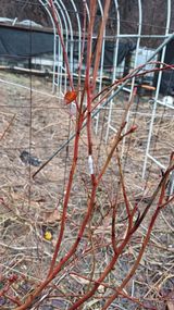 팜모닝 기타작물·병해충상담 게시글 이미지