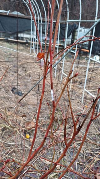 무농약 농법 추구님의 기타작물 · 병해충상담 작성글 사진