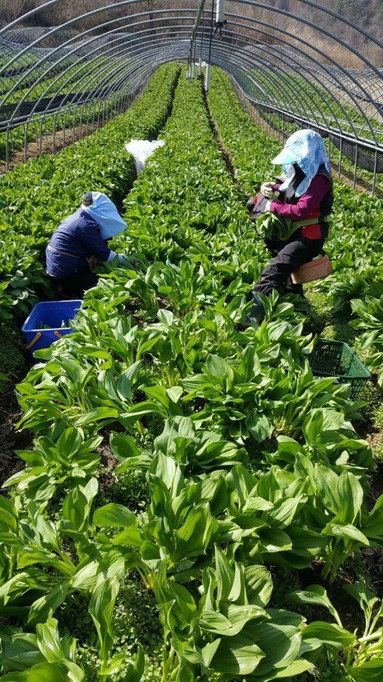 병풍취산채농원님의 장터 판매 상품 [산마늘] 첨부 사진