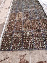 팜모닝 고추·일상 게시글 이미지