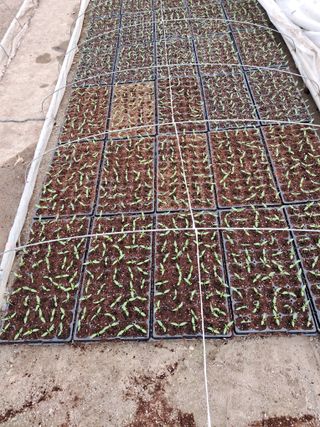 마정숙님의 고추 · 일상 작성글 사진