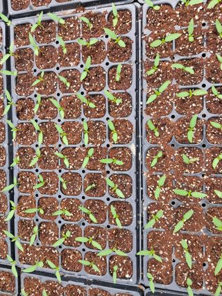 마정숙님의 고추 · 일상 작성글 사진