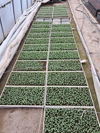 마정숙님의 고추 · 일상 작성글 사진