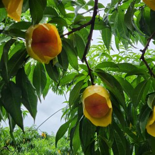 김은경님의 우리지역 대표작물 자랑하기 · 참여글 작성글 사진