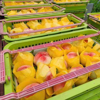 김은경님의 우리지역 대표작물 자랑하기 · 참여글 작성글 사진