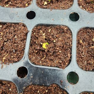 제주부자팜님의 호박 · 영농일지 작성글 사진