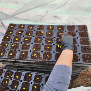 제주부자팜님의 호박 · 영농일지 작성글 사진