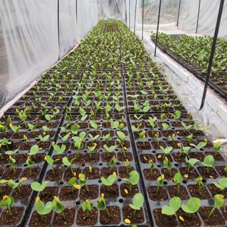 제주부자팜님의 호박 · 영농일지 작성글 사진