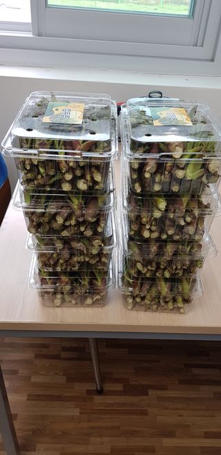 니나노님의 우리지역 대표작물 자랑하기 · 참여글 작성글 사진