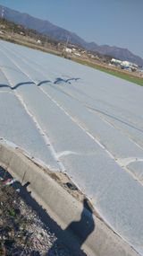 팜모닝 마늘·일상 게시글 이미지