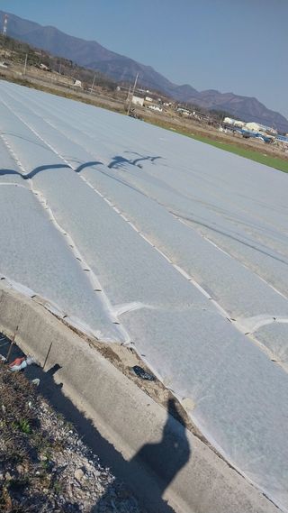 펠렛전문이부장님의 마늘 · 일상 작성글 사진