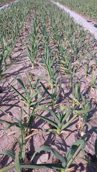 펠렛전문이부장님의 마늘 · 일상 작성글 사진