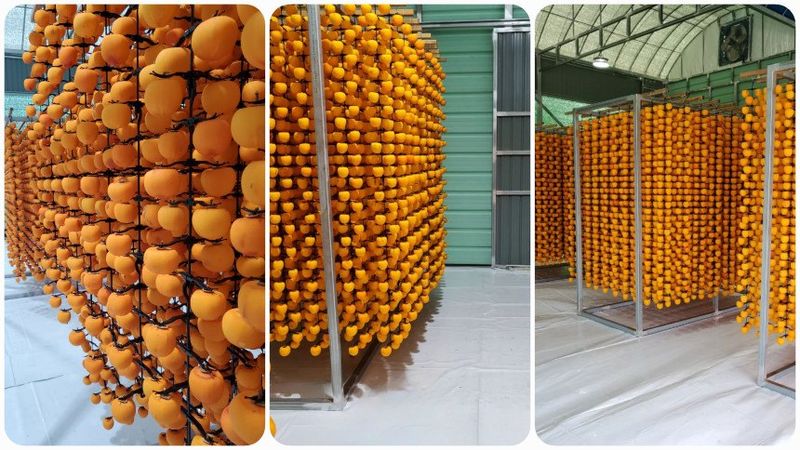 서윤하윤이네님의 장터 판매 상품 [가정용 봉지곶감 20입] 첨부 사진